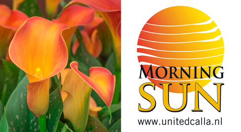 logo-Morning-Sun