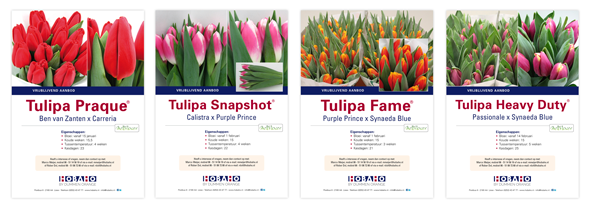 4-flyers-Tulipa